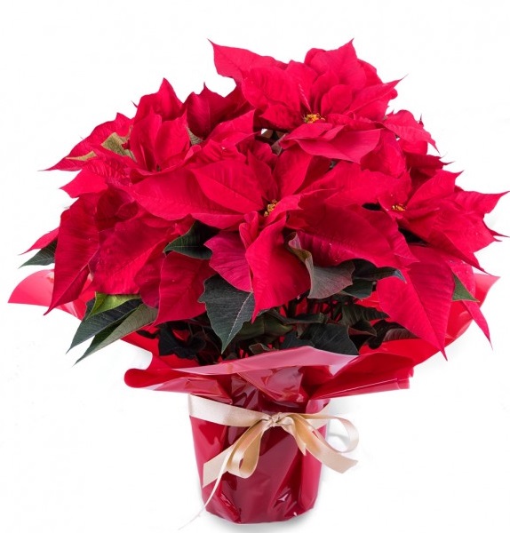 Poinsettia Plant